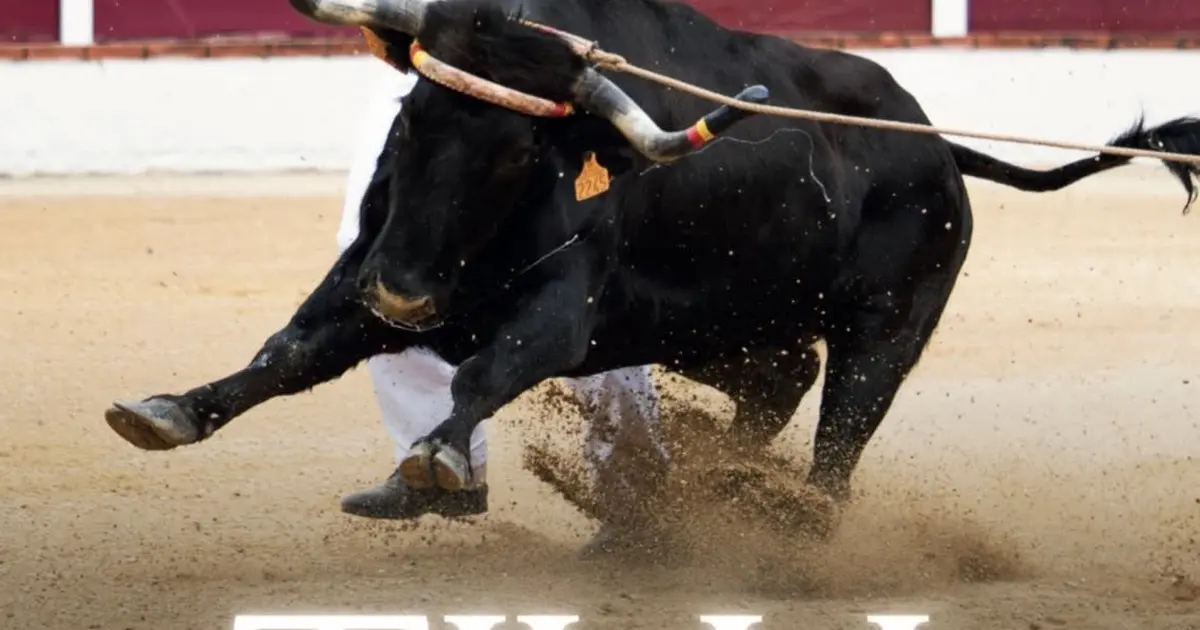 Course landaise