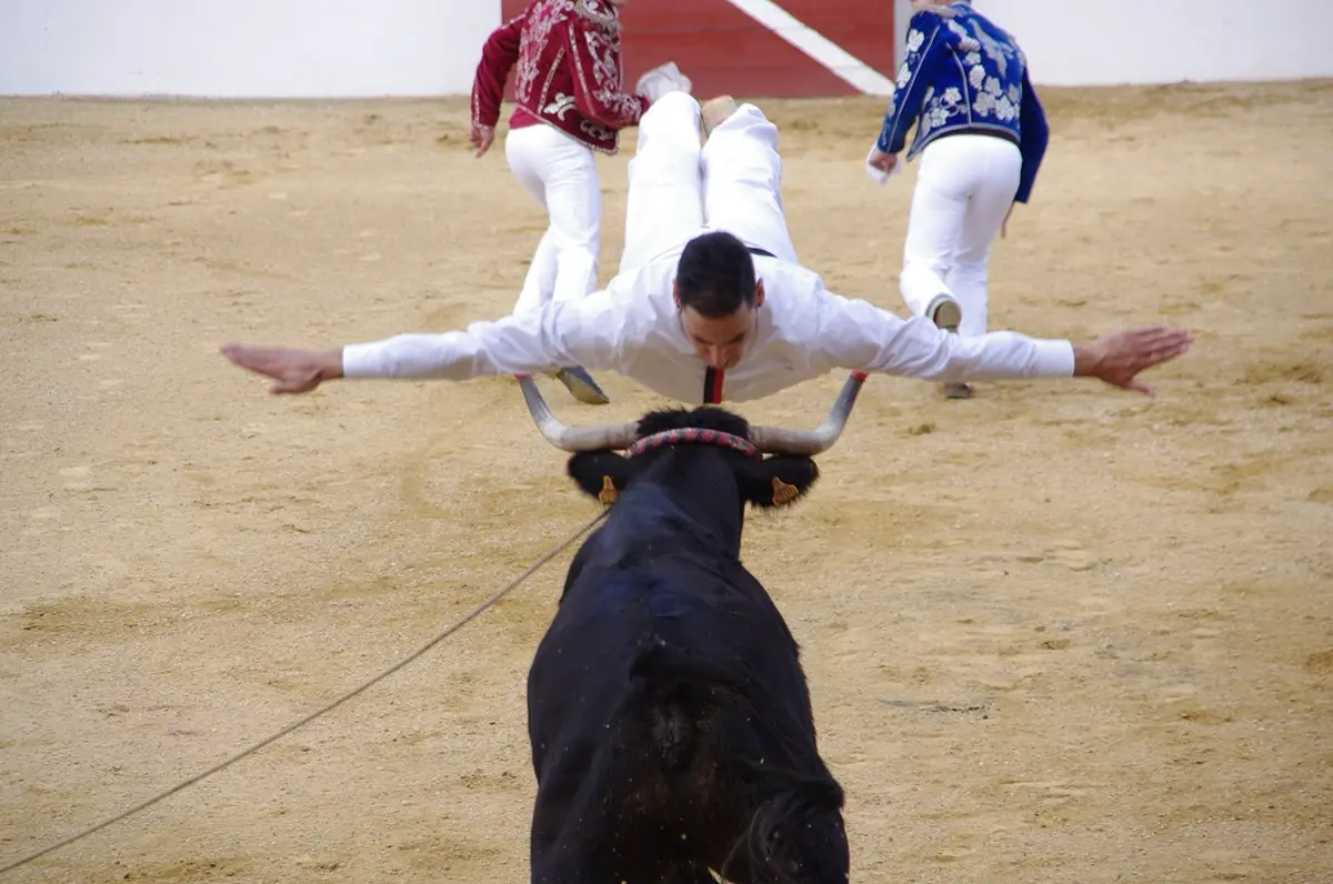 Course Landaise et jeux d'arènes
