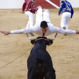 Course Landaise et jeux d'arènes