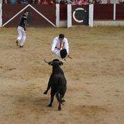 Course landaise : journée coursayre