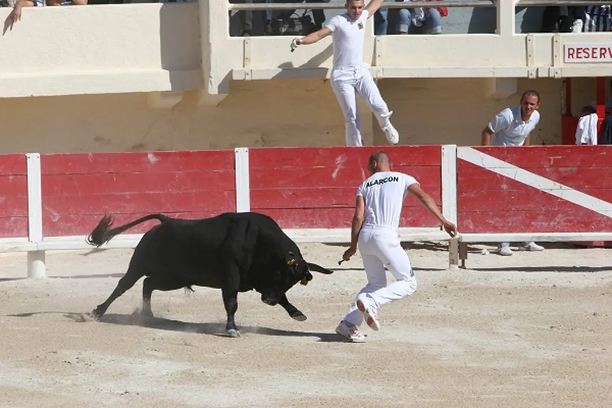 Courses camarguaises organisées par le Club Taurin Lou Santen