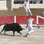 Courses camarguaises organisées par le Club Taurin Lou Santen