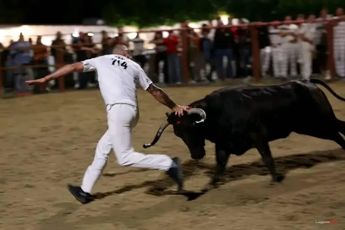 Courses de vaches au centre ville