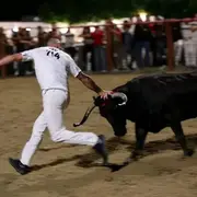 Courses de vaches au centre ville