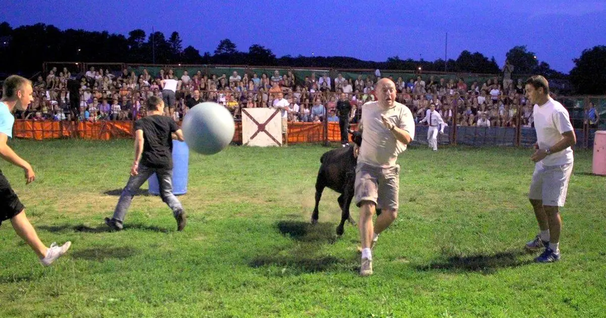 Courses de vaches landaises
