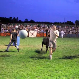 Courses de vaches landaises