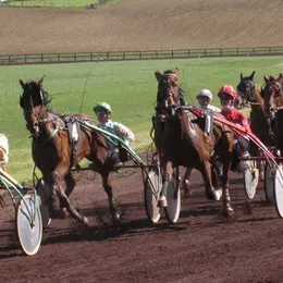 Courses hippiques - Castillonnès