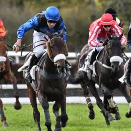 Courses hippiques de Novembre