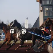 Courses hippiques de Trot