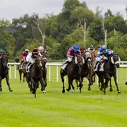 Courses Trot/Obstacle