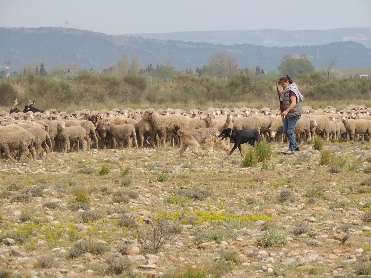 Crau sèche, Crau verte et pastoralisme