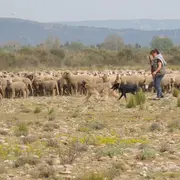 Crau sèche, Crau verte et pastoralisme