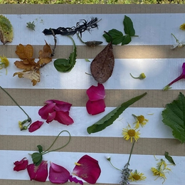 Créé ton tableau végétal
