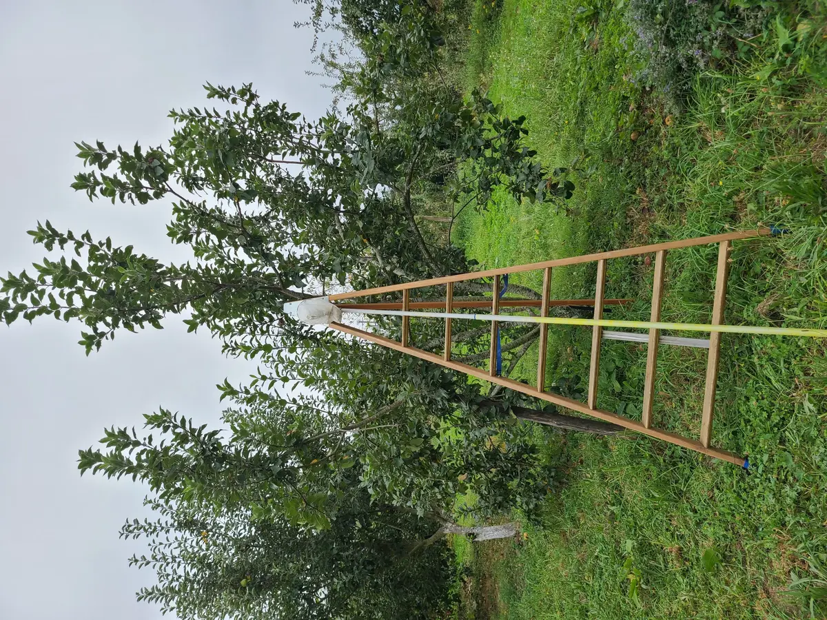 Créer un verger-forêt nourricier et l'entretenir