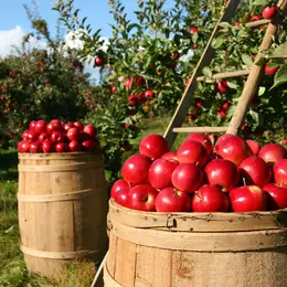 Créez votre atelier de petits fruits bio : donnez vie à votre projet !