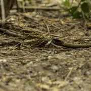 Crépuscule en Forêt : l’engoulevent et autres animaux nocturnes en parade – Nouveauté 2026