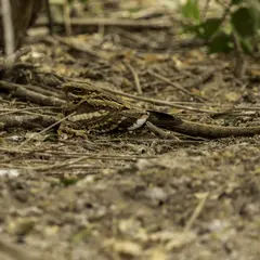 Crépuscule en Forêt : l’engoulevent et autres animaux nocturnes en parade – Nouveauté 2026