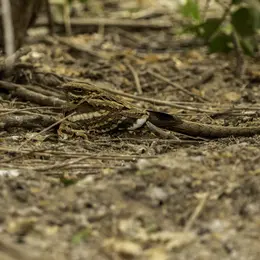Crépuscule en Forêt : l’engoulevent et autres animaux nocturnes en parade – Nouveauté 2026