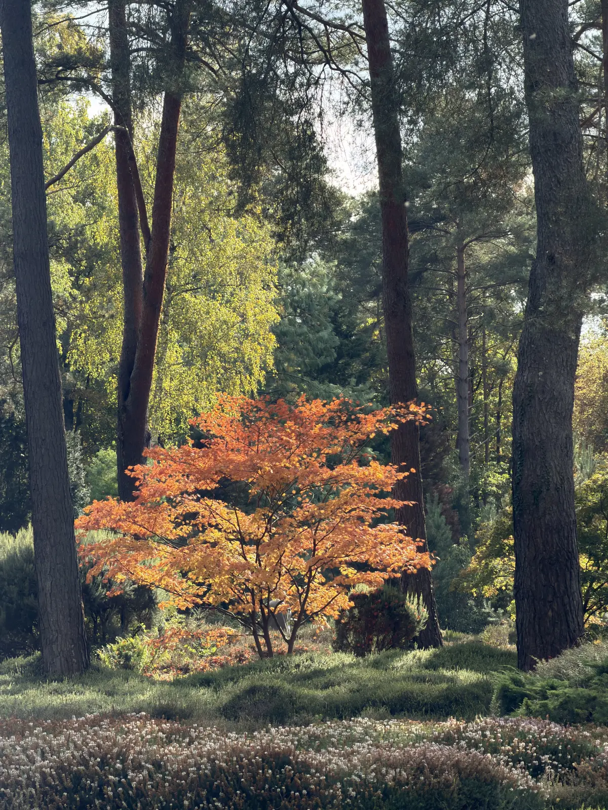 Crépuscules flamboyants