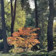 Crépuscules flamboyants