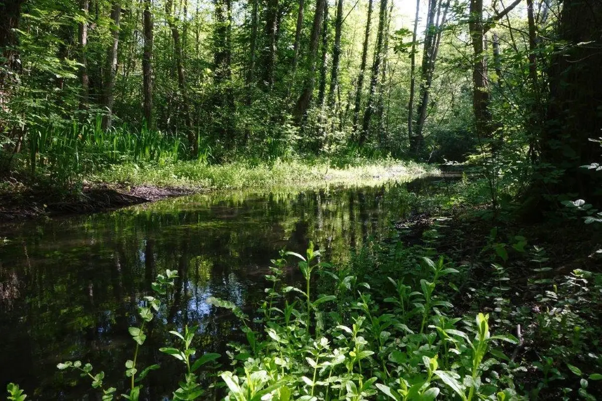 Criquets, sauterelles et compagnie