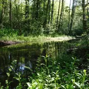 Criquets, sauterelles et compagnie