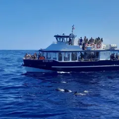Croisière découverte des côtes à Saint-Gilles-les-Bains