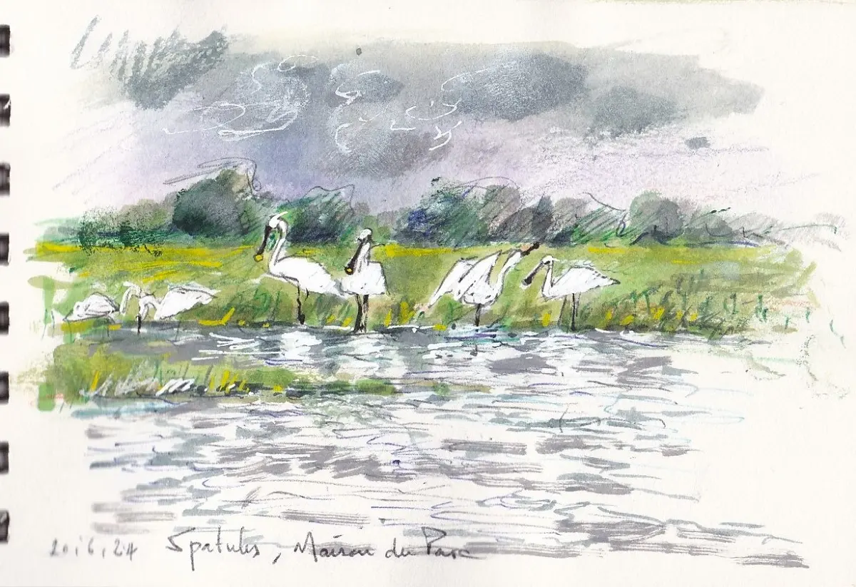 Croquis dans les marais des Ponts d'Ouve