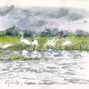 Croquis dans les marais des Ponts d'Ouve