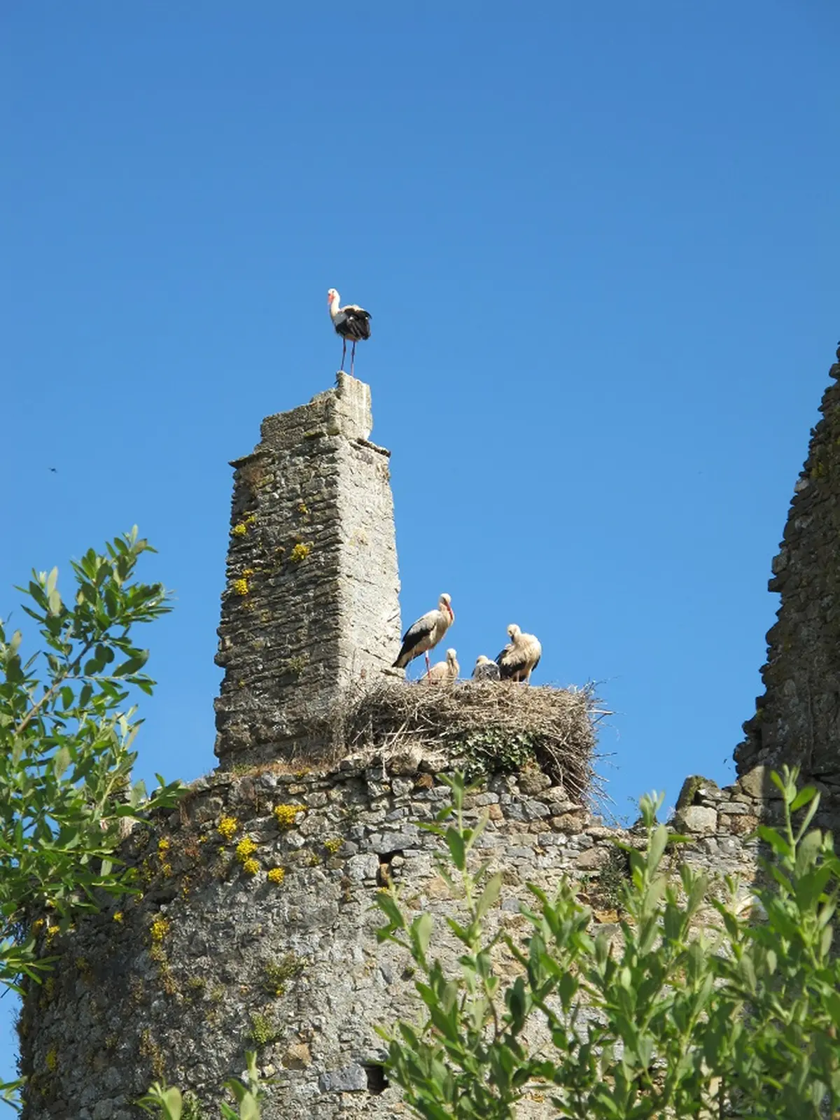 Croquis de terrain au château des cigognes