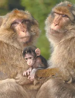 La Montagne des Singes