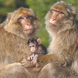 La Montagne des Singes