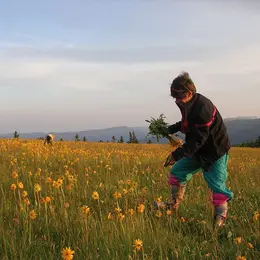Arnica : le trésor des Vosges