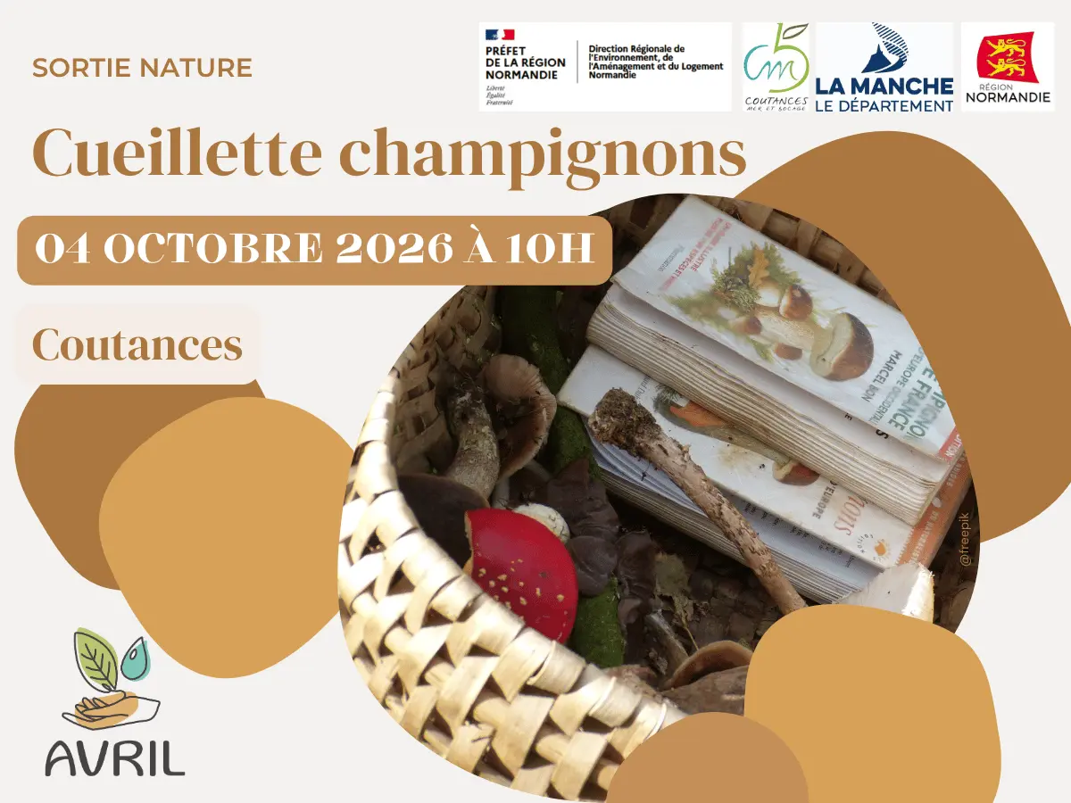 Cueillette champignons