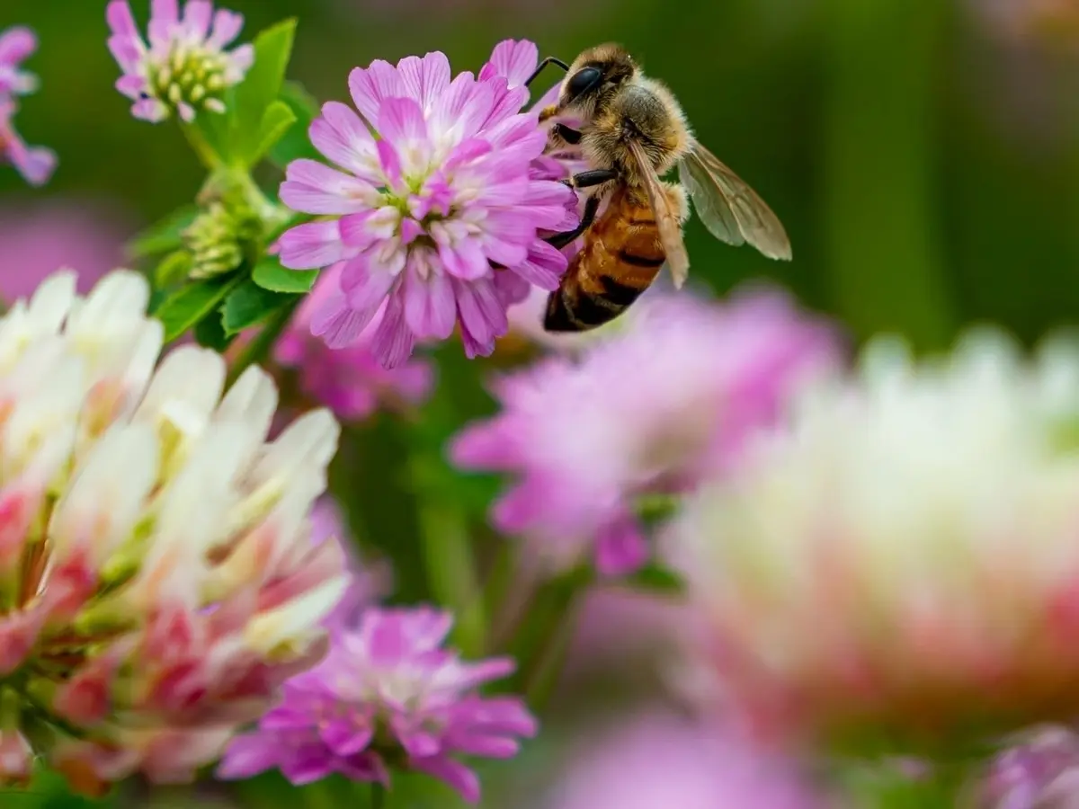 Cueillette, cuisine sauvage et jeux de groupe