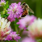 Cueillette, cuisine sauvage et jeux de groupe