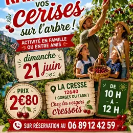 Cueillette de cerises