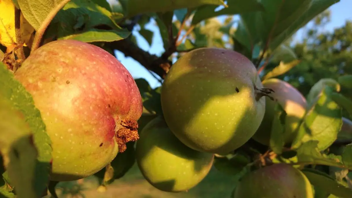 Cueillette de pommes au verger