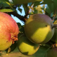 Cueillette de pommes au verger