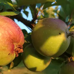 Cueillette de pommes au verger