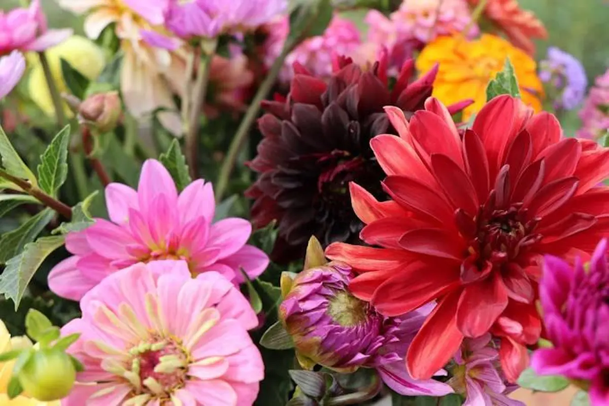 Cueillette au Paradisvogel