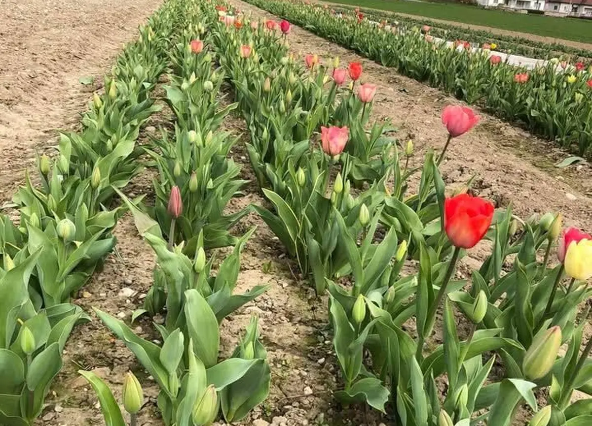 Cueillette à la Ferme Nussbaumer – Saint-Louis 