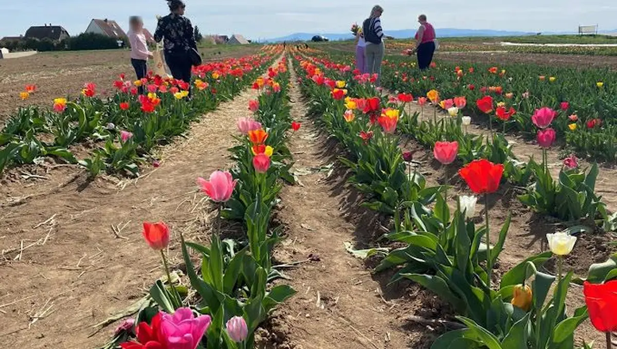 Cueillette à la Libre cueillette de fleurs – Sausheim