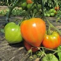 De vraies tomates bien goûteuses à la Cueillette du Paradisvogel DR