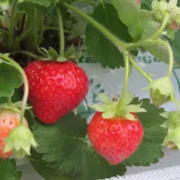 De bonnes fraises à cueillir au Paradisvogel&nbsp;! DR