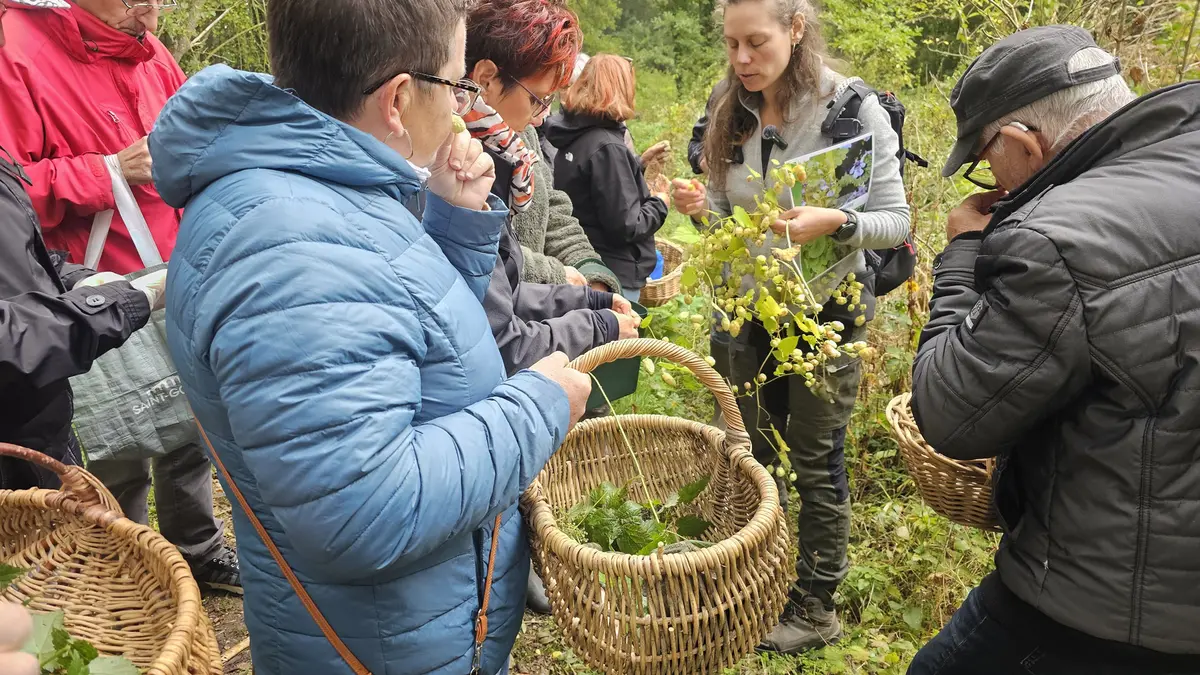 Cueillette et cuisine de plantes comestibles