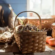 Cueillette et cuisine de plantes sauvages