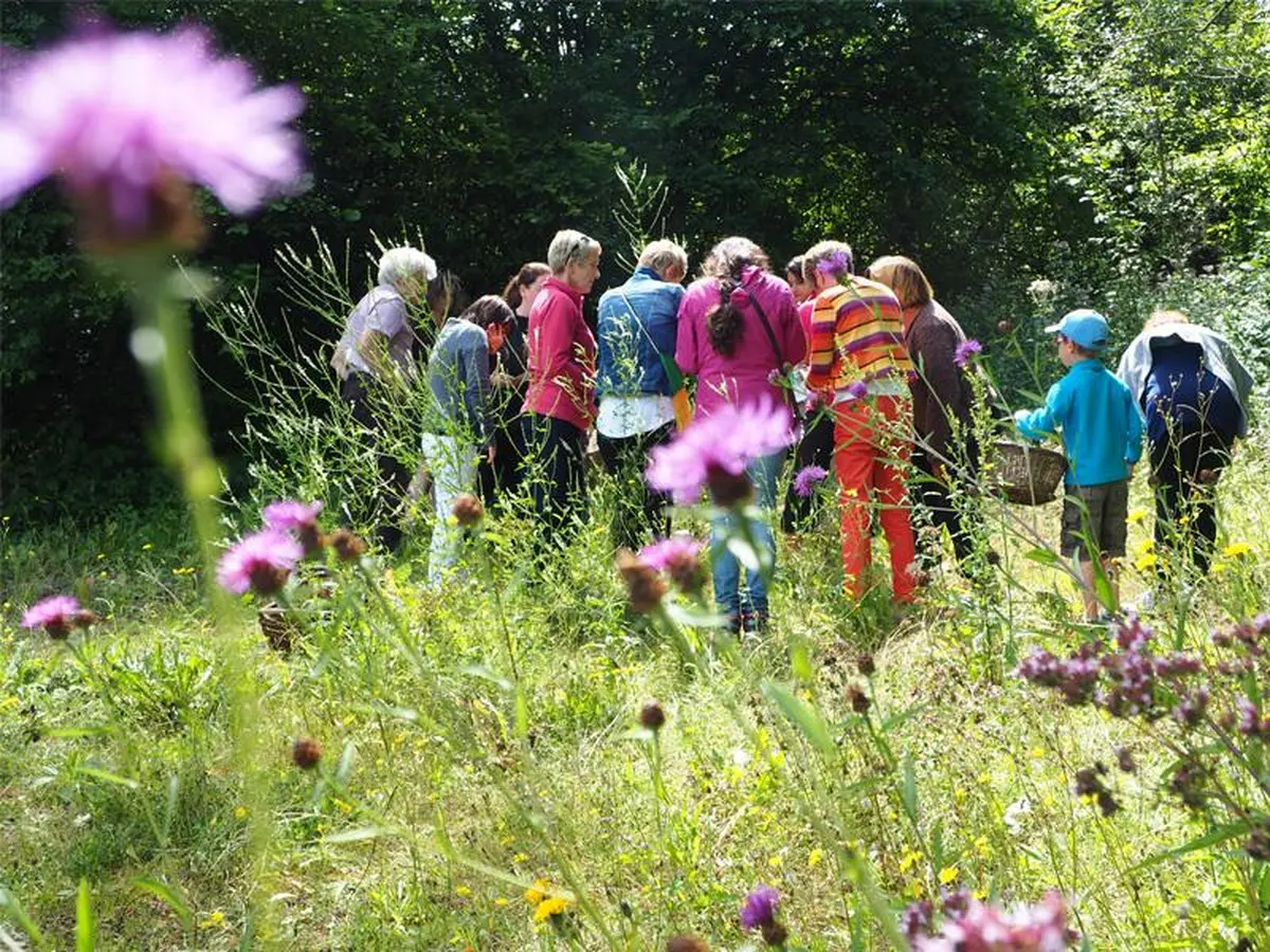 Cueillette et dégustation de plantes sauvages - formule brunch