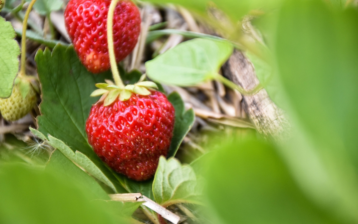 Agriculture et alimentation durable