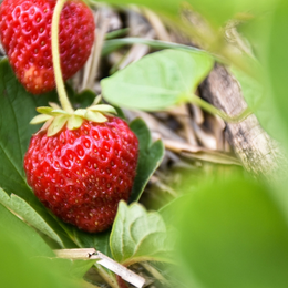 Cueillez des fraises parisiennes chez Fragola !